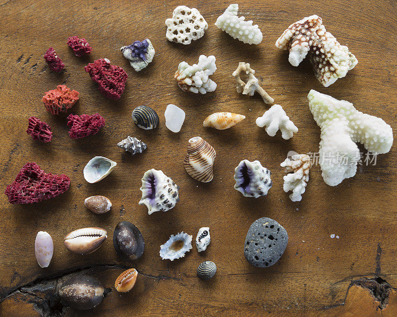 贝壳及珊瑚