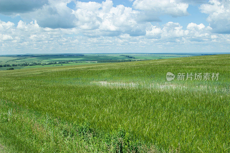 俄罗斯田野的美丽。风景如画的夏天视图。