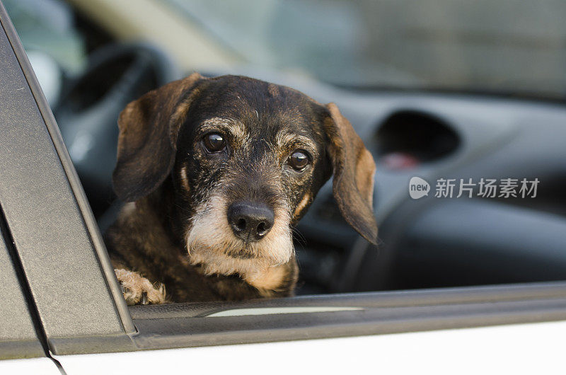 在一次公路旅行中，在汽车里向窗外看的腊肠犬