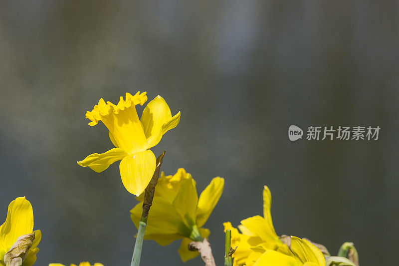 河边的水仙花。