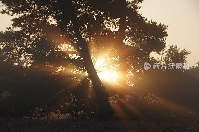 沼泽的日出