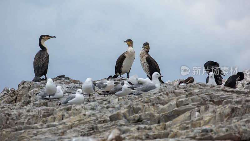 南非:白胸鸬鹚和哈特劳布海鸥
