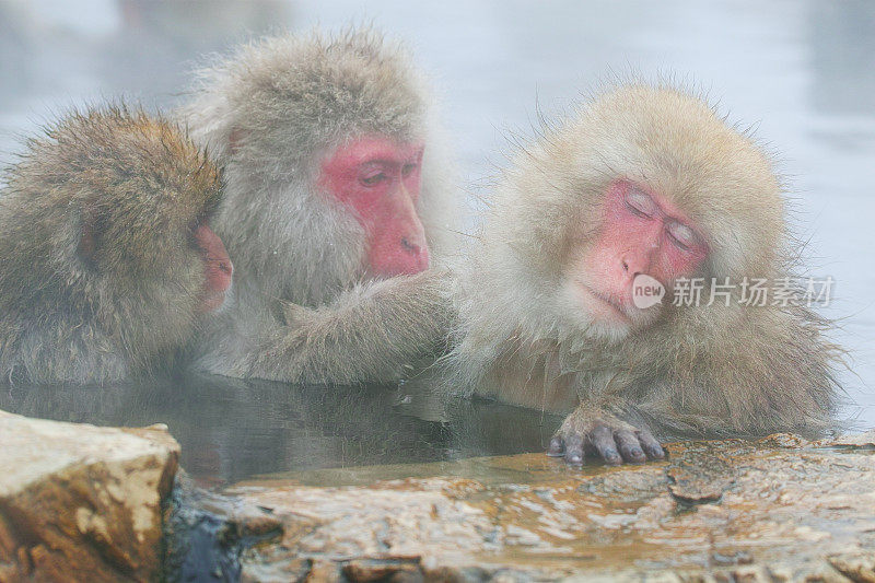 温泉中的日本雪猴