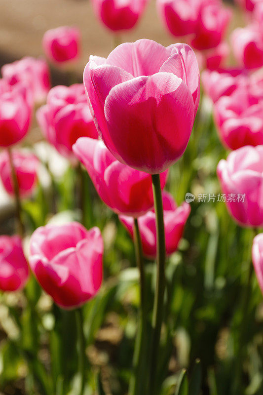 花园中粉红色郁金香的花坛特写