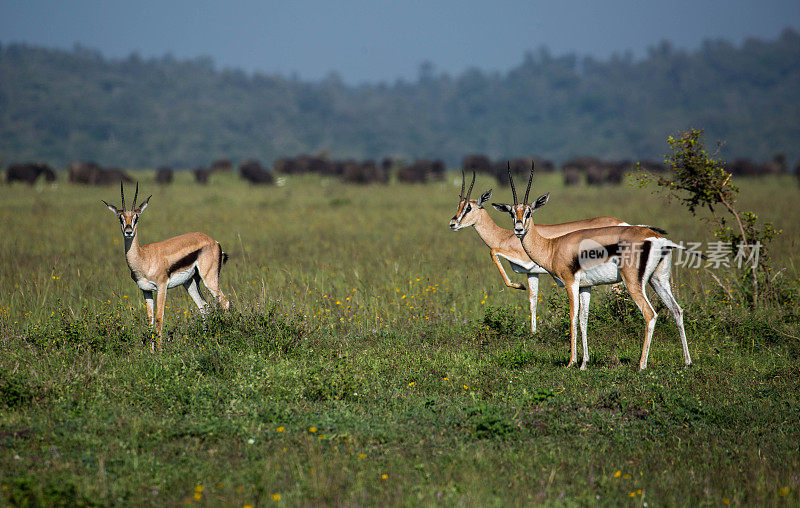 肯尼亚:汤姆森瞪羚