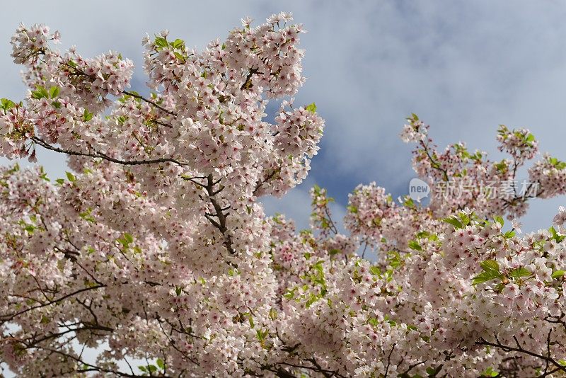 樱花树，泽西岛，英国