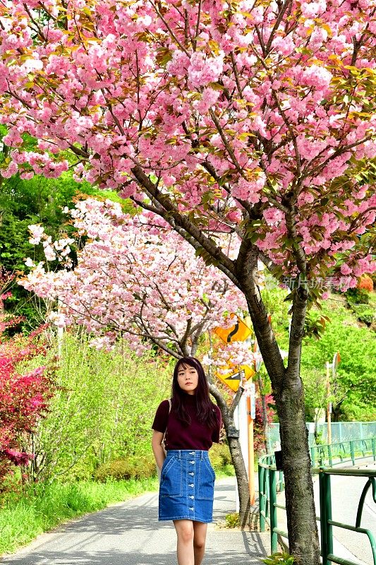 年轻的日本女人走在樱花下