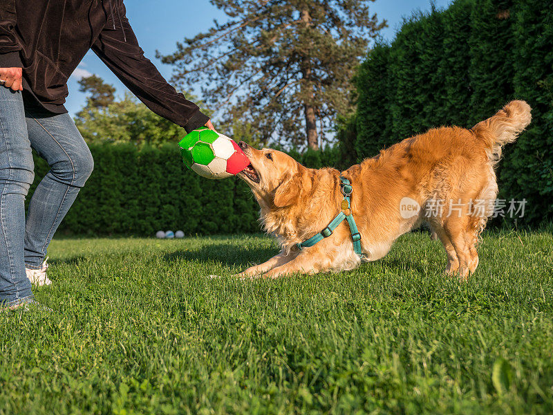 女孩和她的金毛猎犬在后院玩球