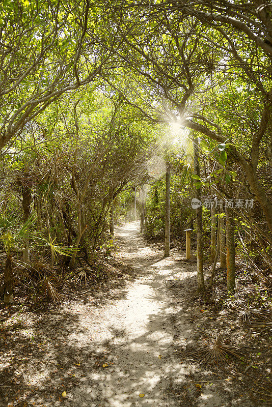 佛罗里达群岛的森林小径。