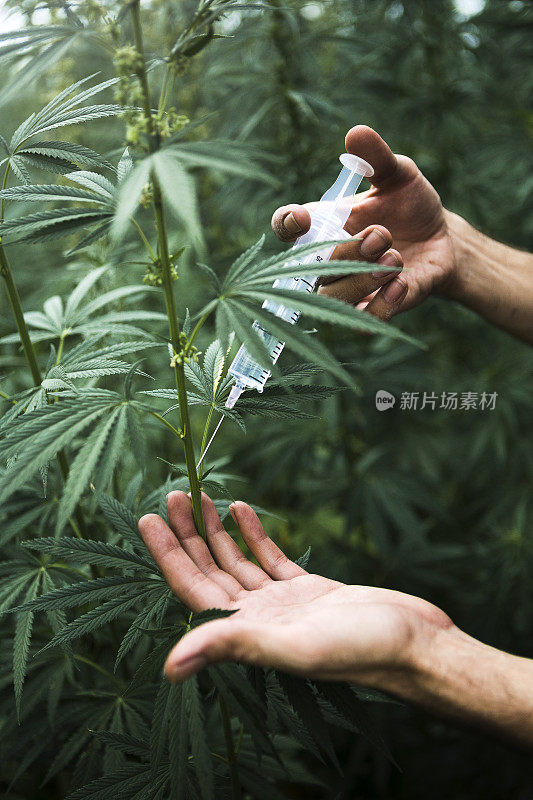 大麻的化学改性