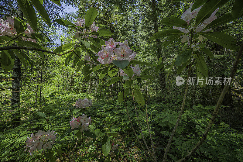 俄勒冈州喀斯喀特山森林杜鹃花的特写