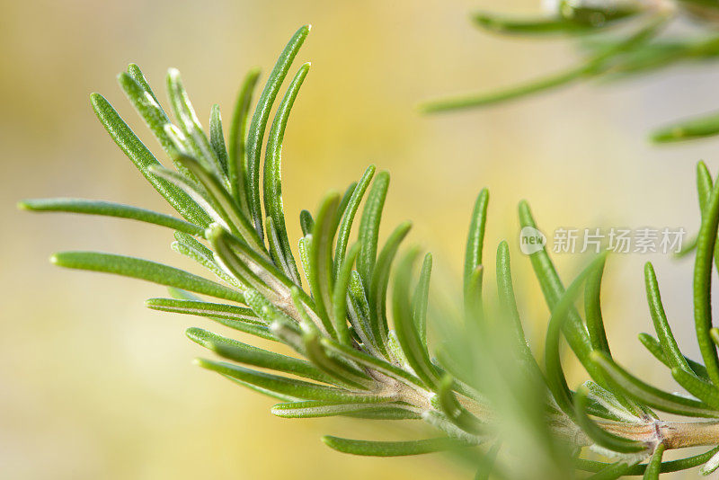 种植迷迭香植物