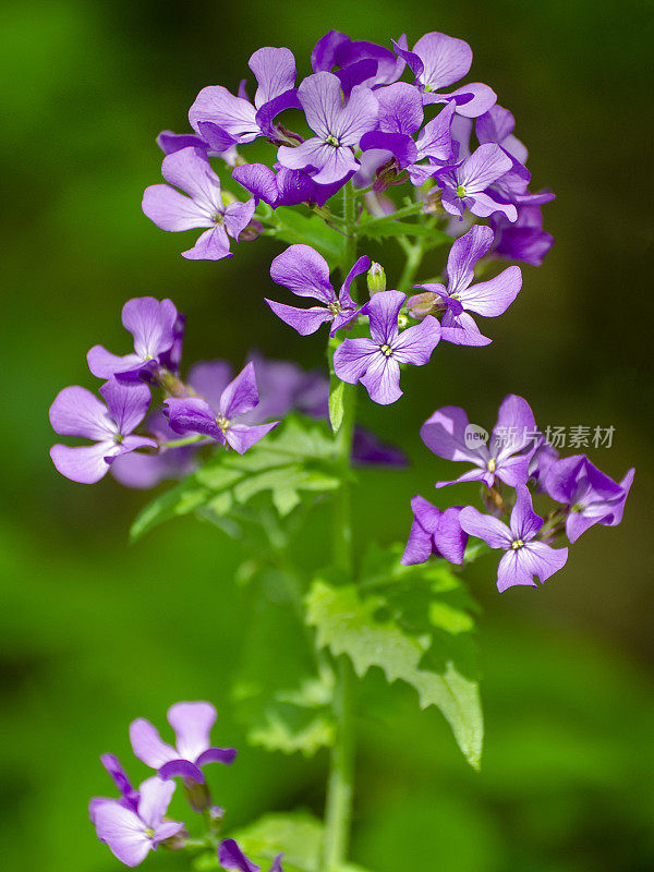 紫花，紫花