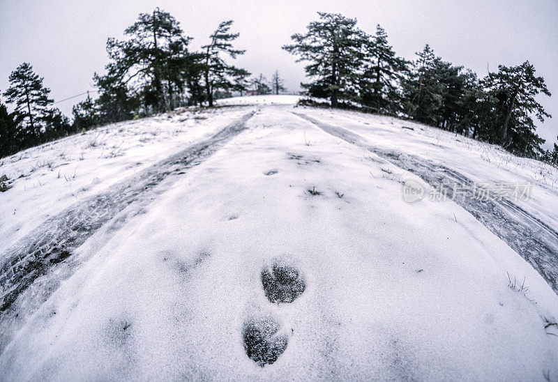 雪地里的爪印