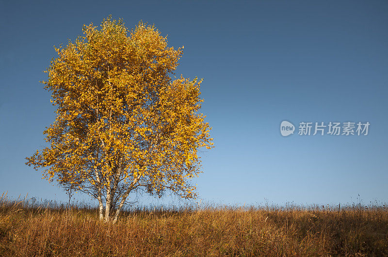 秋天，中国内蒙古草原上的白桦树