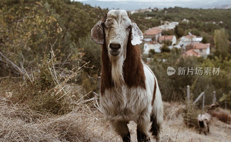 一个村庄的场景