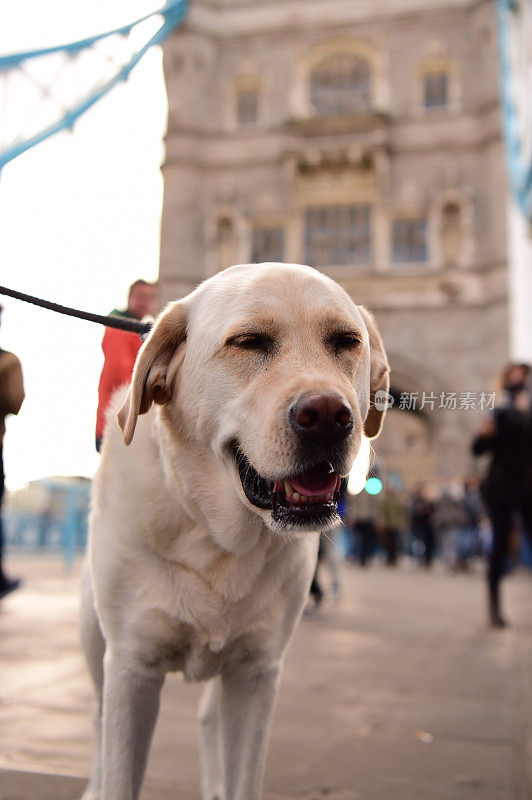 塔桥上的拉布拉多寻回犬