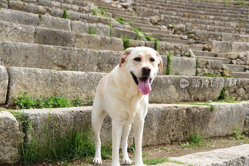 西西里的拉布拉多寻回犬