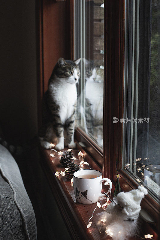 花斑猫坐着装饰圣诞