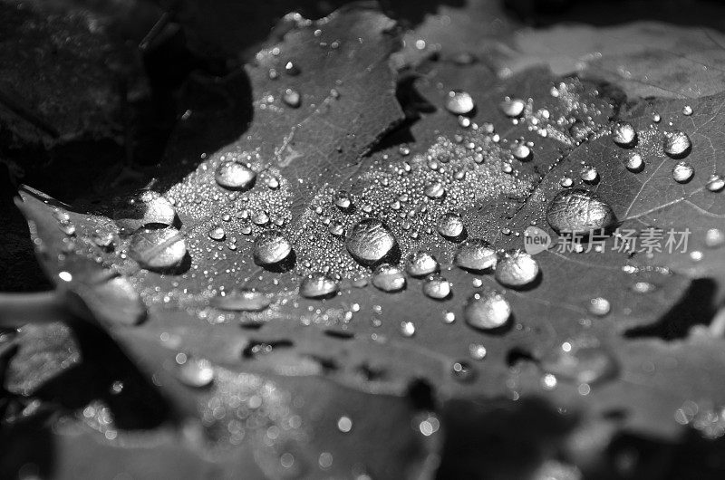 秋叶上的雨滴-抽象和单色