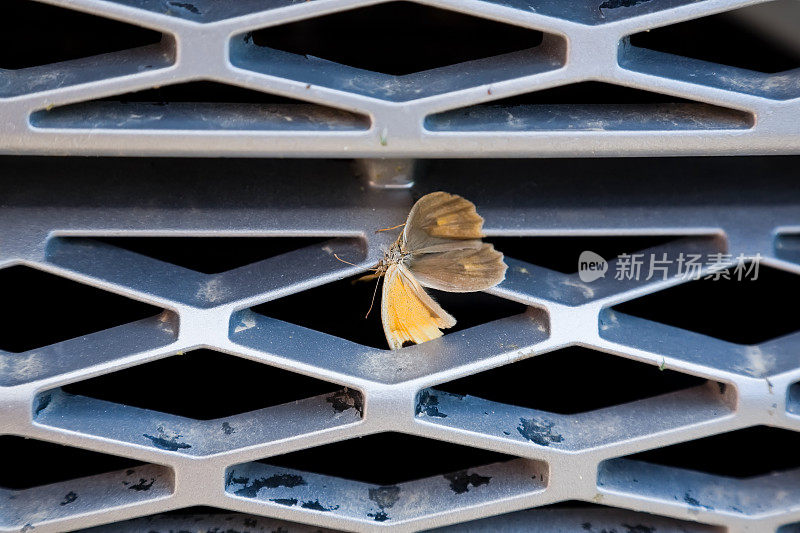 死昆虫卡在散热器格栅里。