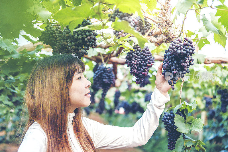 亚洲女酿酒师在葡萄园里检查葡萄