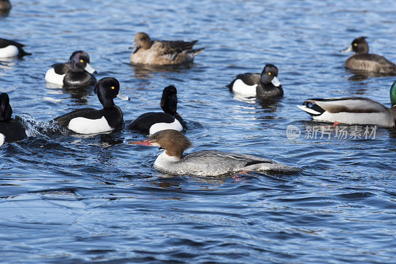 不同种类的鸭子一起在湖里游泳