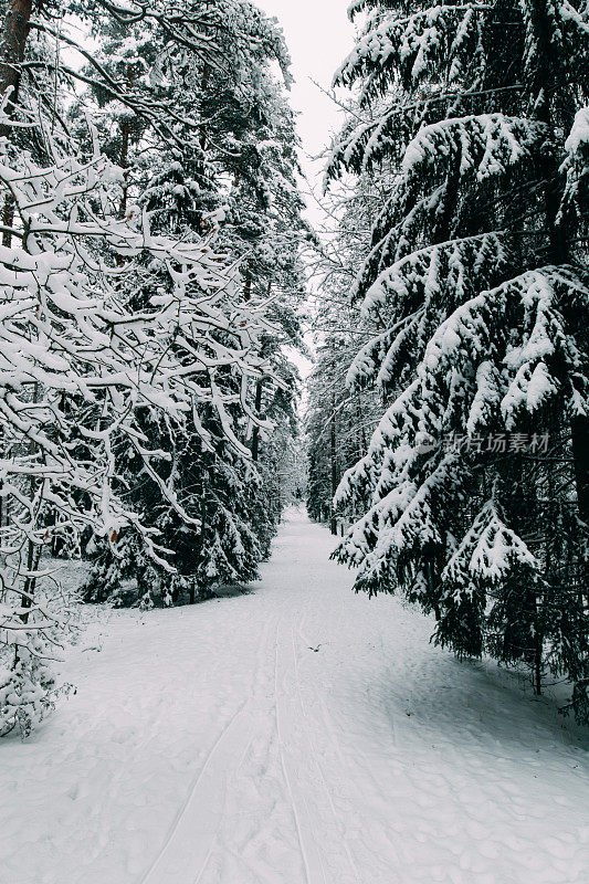 神奇的雪覆盖了树木。美丽的冬天的风景