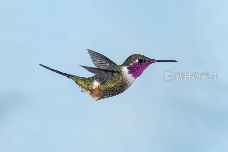 厄瓜多尔蜂鸟-彩色雄性紫喉木星