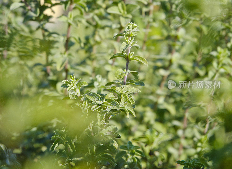 牛至-香草花园的特写