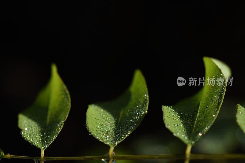 黑色背景上的一片绿叶