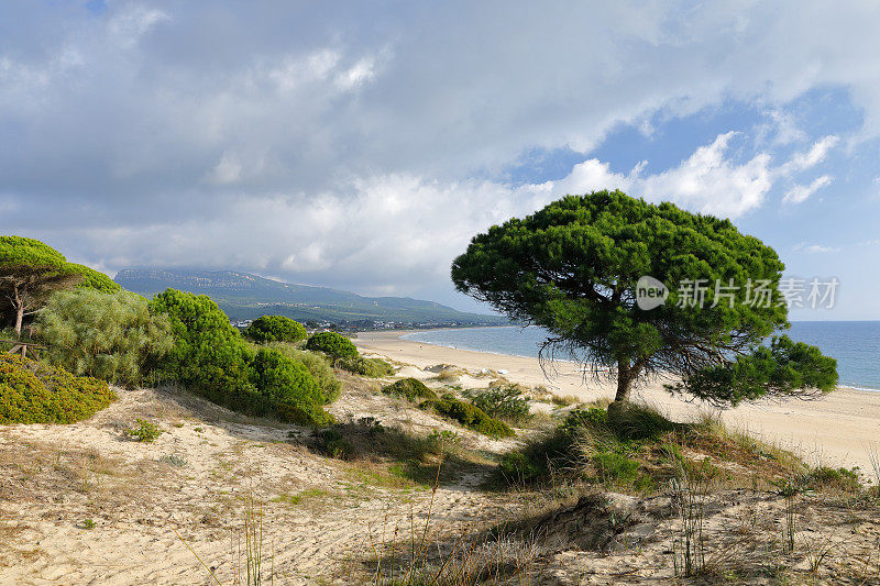 博洛尼亚沙丘，加的斯省，安达卢西亚，西班牙