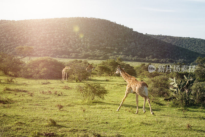 长颈鹿幼崽在南非的野外跑进灌木丛中