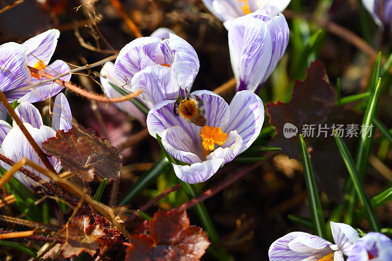 大黄蜂在雪花莲上。