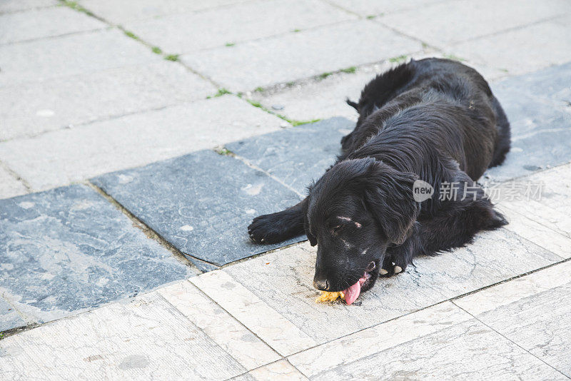 漂亮的流浪狗在街上吃东西。