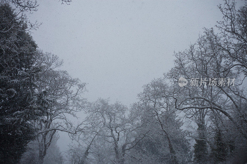 盖瑞橡树在雪中