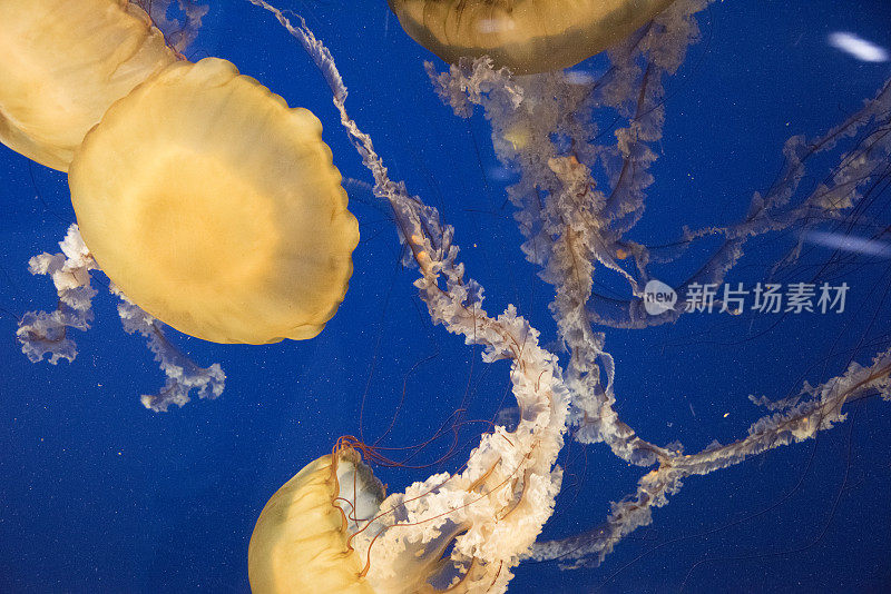 日本海麻抽象背景