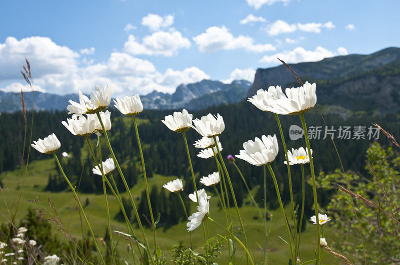 花朵的特写镜头。在杜米托国家公园的山脉。巴尔干半岛,黑山