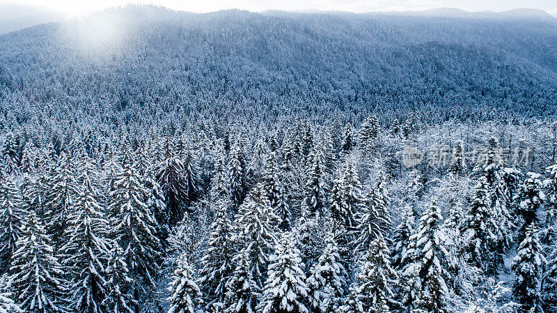 积雪盖顶的松树