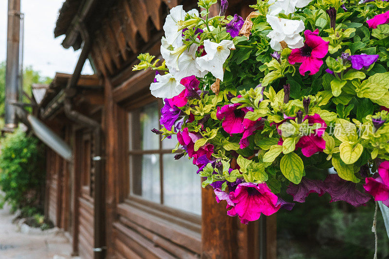阳台上挂着一篮矮牵牛花。矮牵牛花是一种观赏植物。