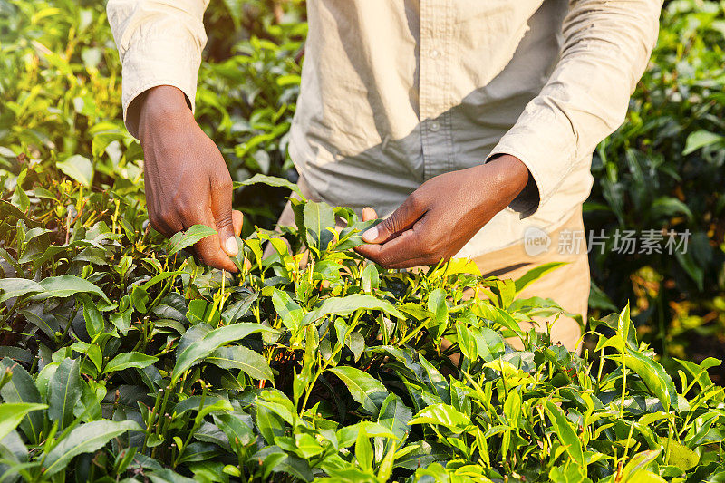 非洲人在茶园采摘茶叶。卢旺达