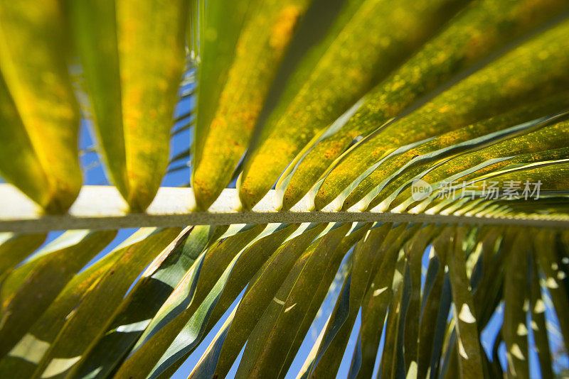 阳光下的棕榈叶