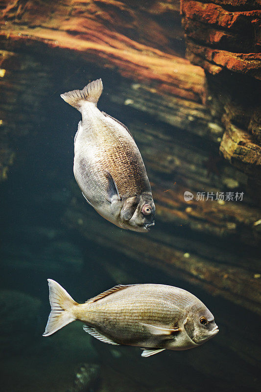 里斯本水族馆里的鱼