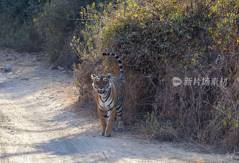 孟加拉虎，Ranthambore，印度。