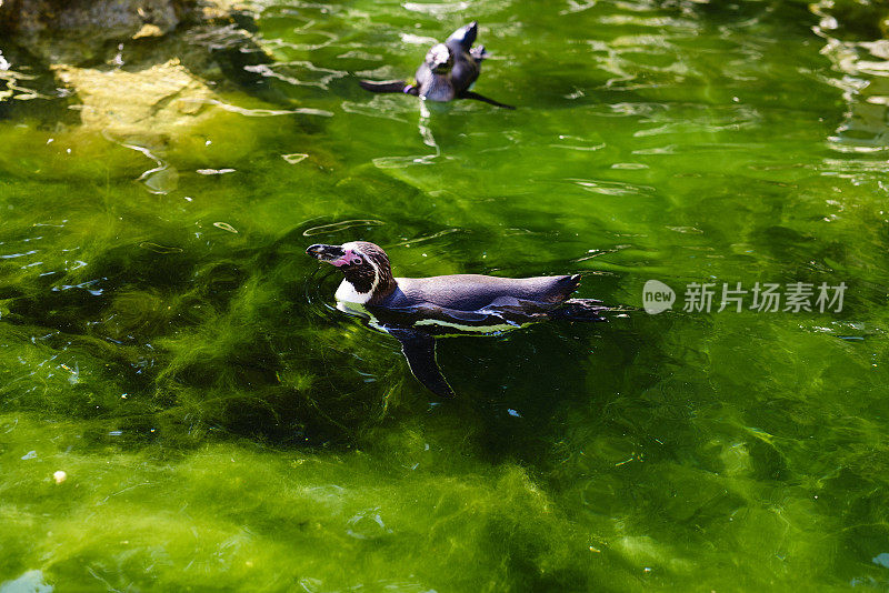 小加拉帕戈斯企鹅在水里