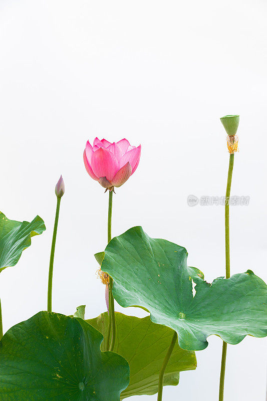 荷花特写白色背景