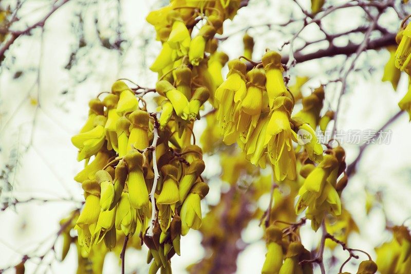 新西兰本土(槐花)科怀在春天开花