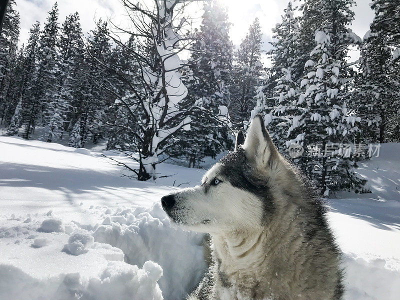 一场暴风雪后，西伯利亚哈士奇在厚厚的粉末中休息