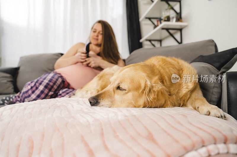 一名孕妇用智能手机在后台浏览金毛猎犬的照片