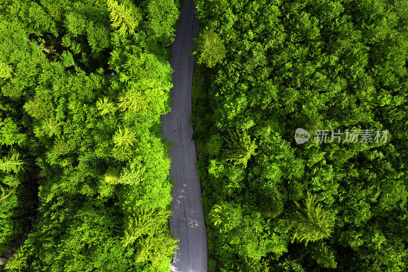 森林中道路的无人机鸟瞰图